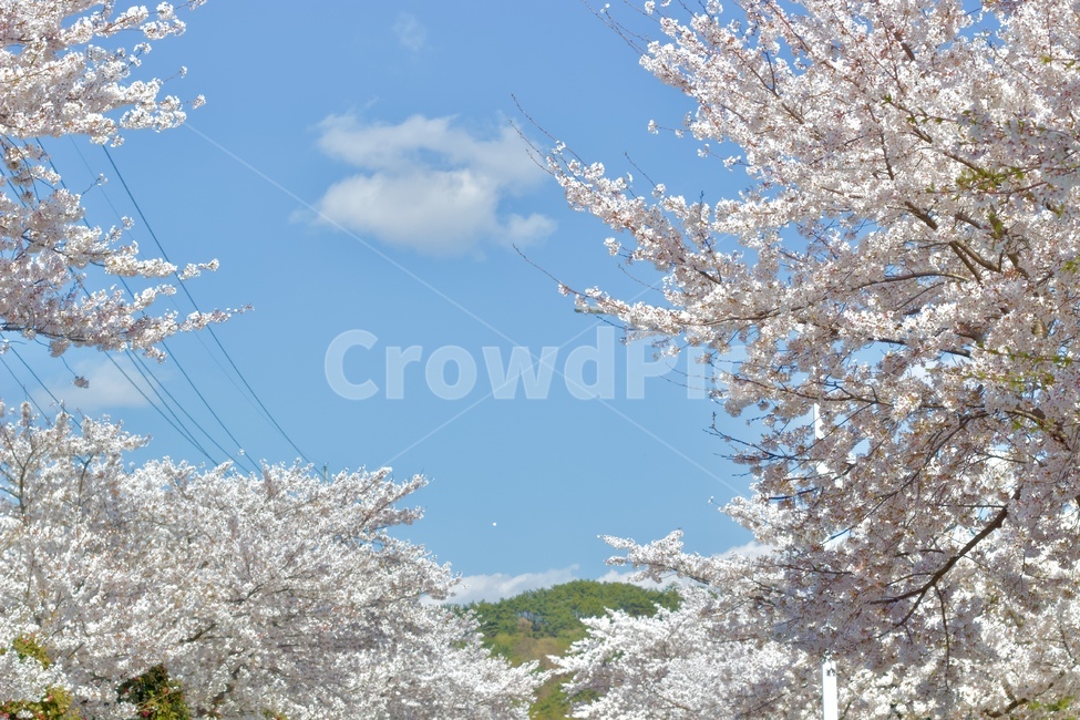 꽃,벚꽃,하늘,꽃하늘,벚꽃놀이,벚꽃나무,꽃놀이,식물,자연,plants,nature,꽃,flower