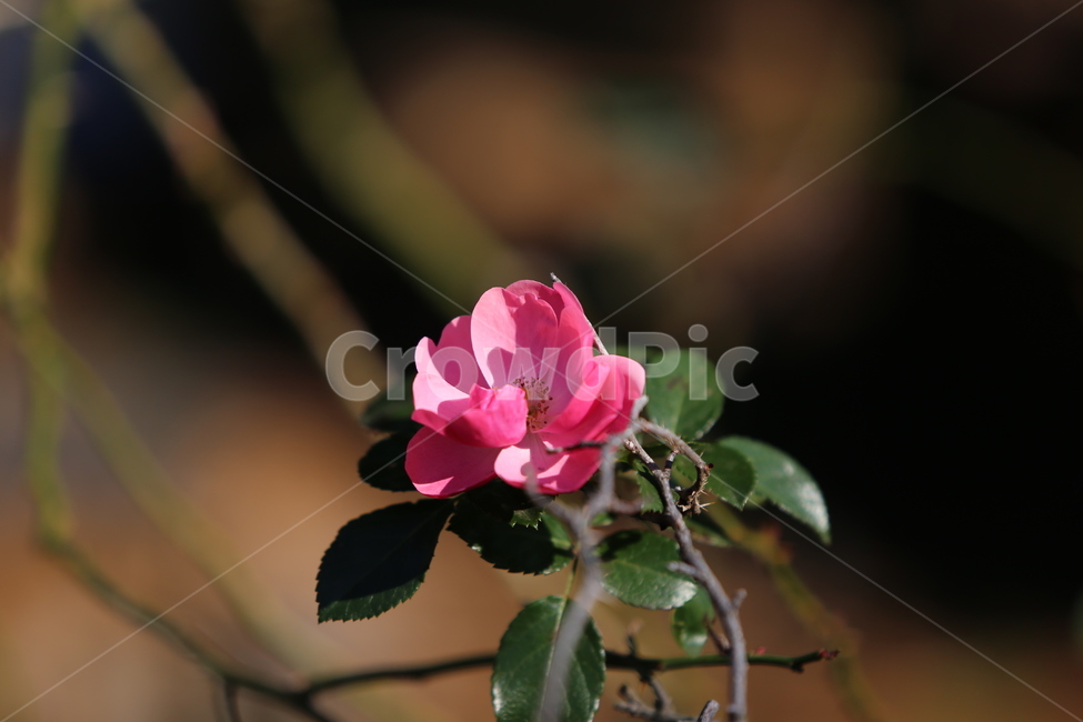 plant,식물,flower,꽃,장미