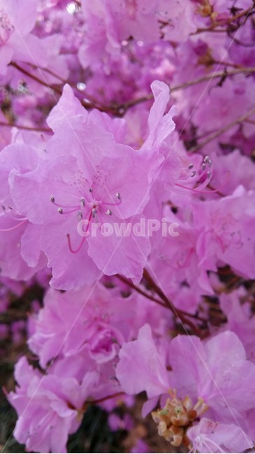 허니가이드,꿀길,진달래,진달래점,진달래허니가이드,식물,자연,plants,nature,꽃,flower