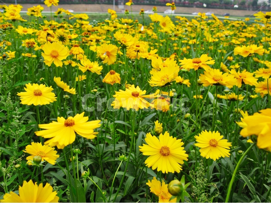들국화,노란국화,노란들국화,노란꽃,노란들꽃,식물,자연,plants,nature,꽃,flower