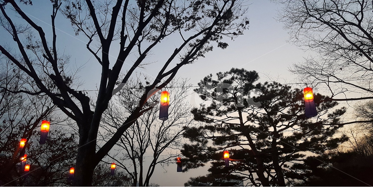 청사초롱,옛생각,어둠,나무,휴식,힐링,자연,풍경,nature,landscape,야경,밤,nightscape,night,한국전통,한국문화,korean traditional,korean culture