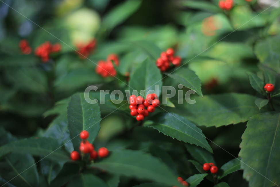 열매,나무,자연,빨간색,아왜나무,식물,자연,plants,nature,과일,열매,fruit