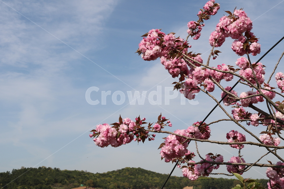 자연,꽃,flower,분홍색,나무,tree,색깔,색상,감성사진,색감,배경화면,배경,하늘