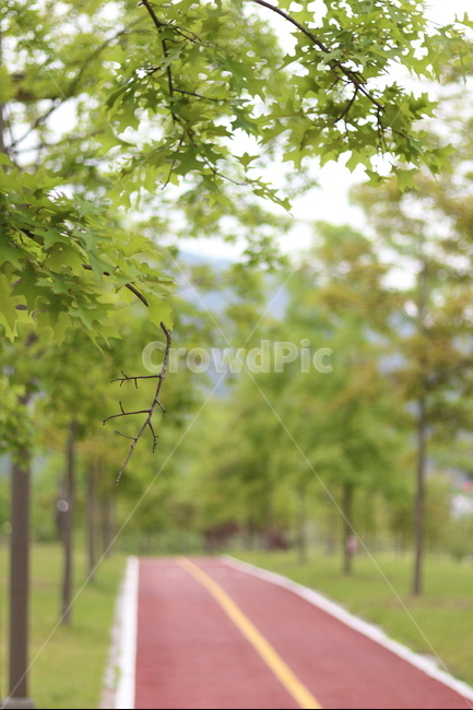 플라타너스,연두,가로수,봄,흐림,식물,자연,plants,nature