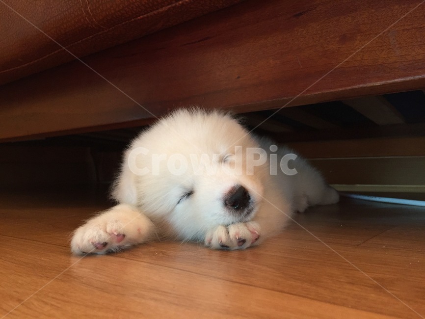 사모예드,심쿵,아기사모예드,강아지,귀여운,동물,animal,포유류,mammal,개,강아지,dog,doggy