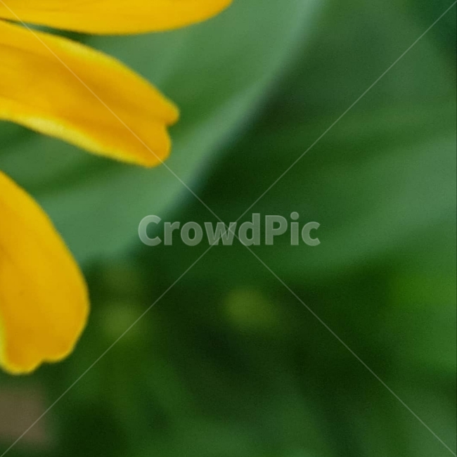 백일홍,초롱꽃목,국화과,한해살이풀,꽃,flower,식물도감,plant,beautiful,zinniaelegans,개량,식물,순수,pure,감성,꽃줄기,총포조각,7월,순결,핑크,퍼플,속씨식물,쌍떡잎,들꽃,illustrated plant book,꽃잎,내화피,암술,꽃밥,화관,갈래꽃,통꽃,수분,花冠,petal,內花被,외화피,꽃가루,충매화,돌려나기,방사대칭,양성화,화엽,꽃대,노란꽃,노란색,yellow,식물,자연,plants,nature,꽃,flower