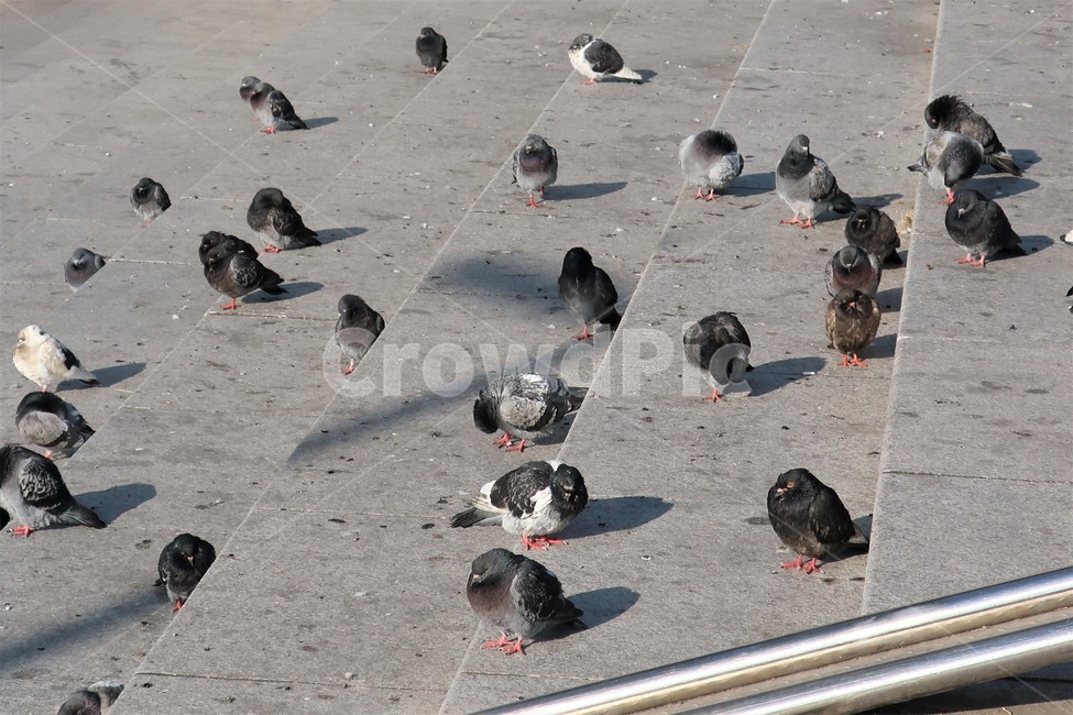 비둘기,문제,퇴치,배설,배설물,처리,구청,자치단체,개체수,증가,동물,animal,조류,새,birds