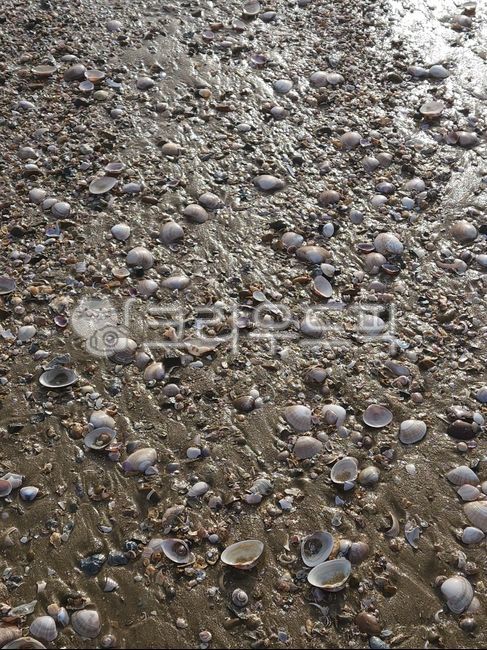 sand,Beach,ocean,seashell,white sand beach