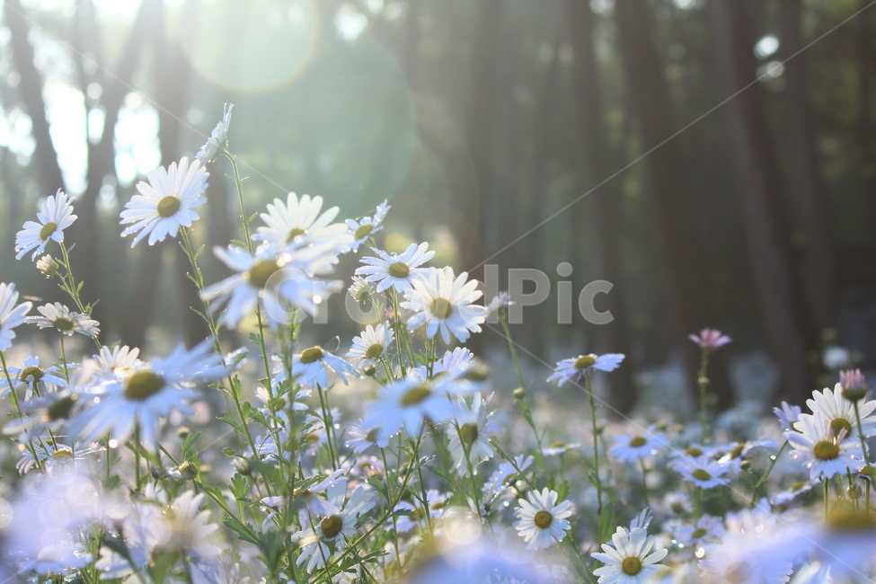 구절초,아침빛,아침햇살,밀양,상쾌,식물,자연,plants,nature,꽃,flower