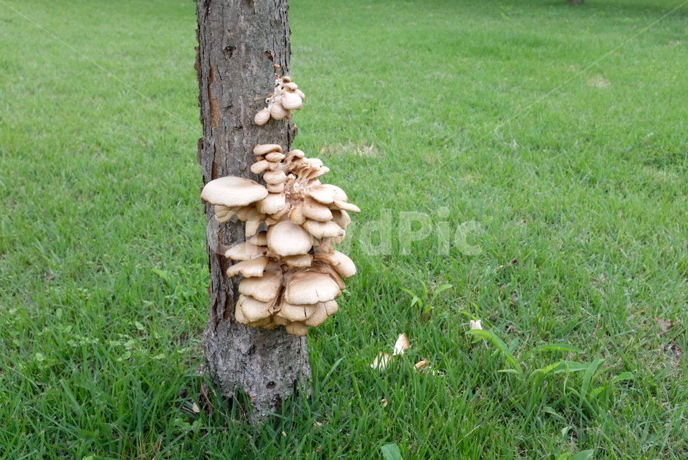 식물,버섯,야생,음식,자연,잔디,푸름,초록,plant,nature,green,자연산,버섯,mushroom