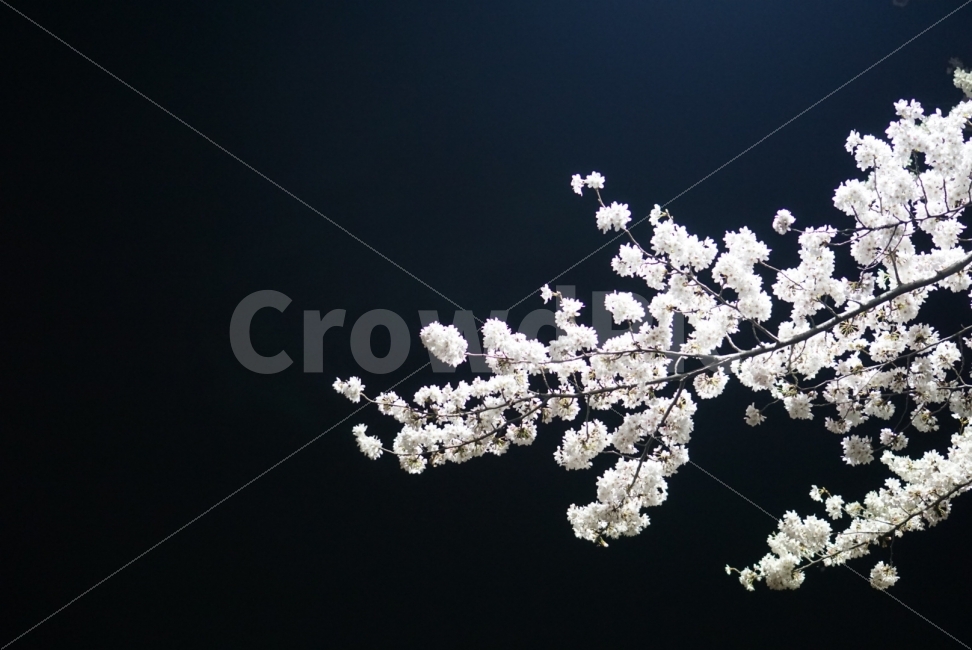 꽃,벚꽃,배경,밤벚꽃,벚꽃나무,아련,울산,울산축제,무거천,궁거랑,배경화면,바탕화면,flower,cherryblossoms,nightsky,sky,blacksky,wallpaper,식물,자연,plants,nature,봄,계절,spring,season,꽃,flower,plant