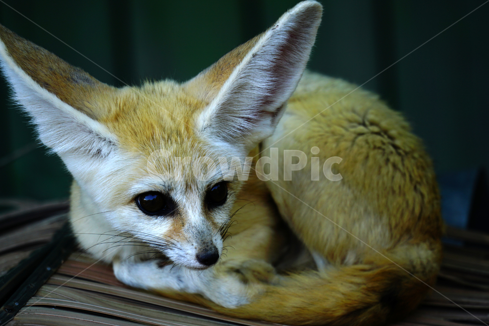 사막여우,여우,fox,페넥여우,fennecfox,포유류,육식동물,동물,animal,얼굴,동물,animal,포유류,mammal