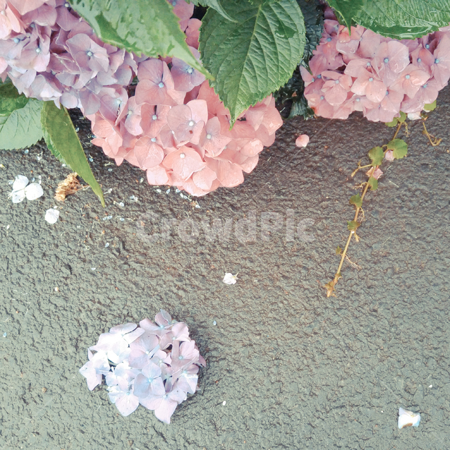 pink hydrangea,hydrangea,asphalt,summer flowers,flower