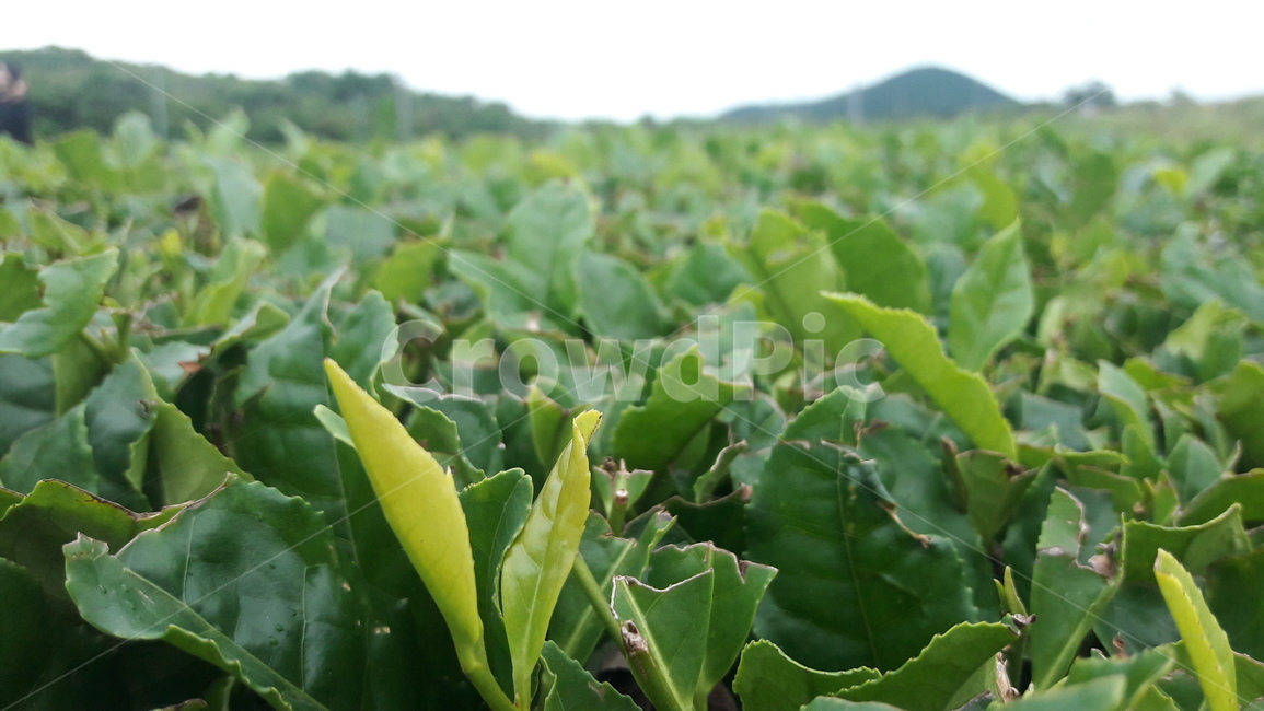 leaf,잎,plant,식물,녹차,greentea