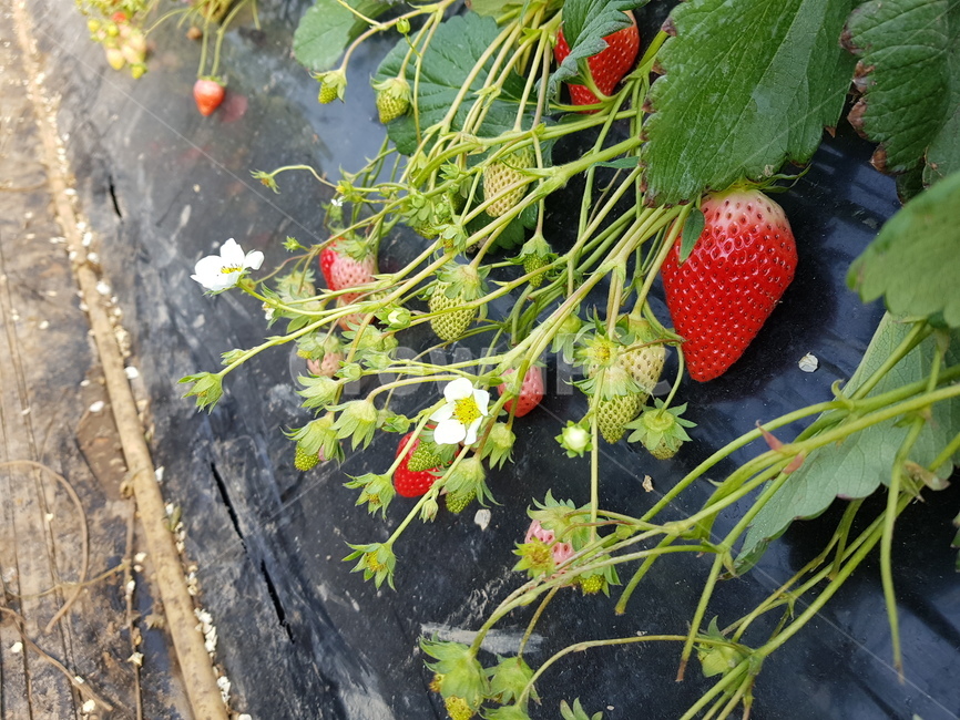 딸기,딸기농장,이색체험,먹음직스러운,과일,무농약,유기농,strawberry,fruit,farm