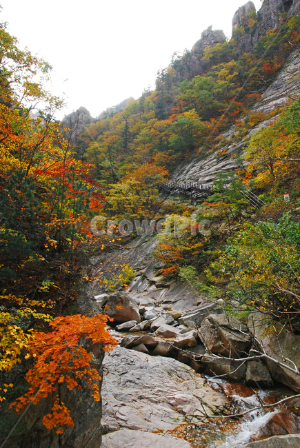가을,설악산,천불동계곡,단풍,가을배경,능선,국립공원,풍경,한국풍경,한국자연경관,가을산,옥외,seoraksannationalpark,봉우리,nationalpark,산,maple,mountain,outdoor,강원도,배경,바탕,10월,백그라운드,background,fall,autumn,season,시즌,계절,단풍나무,water,물,협곡,천불동,내설악,outdoors,nature,자연,식물,plant,나무,tree,잎,leaf,계곡,골짜기,가을,계절,fall,autumn,season,자연,풍경,nature,landscape