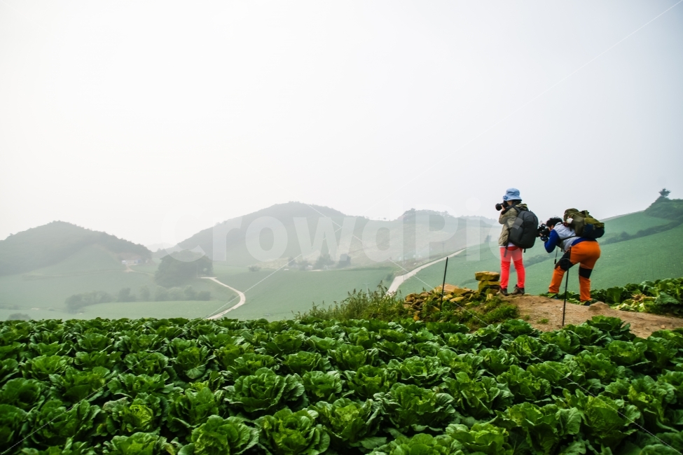 강원도,안반데기,새벽,열정,진사님,배추밭,녹색,흐린날,안개,시골,마을,풍경,landscape,country,rural,town,사람,인물,인간,human,person,사진작가,포토그래퍼,photographer