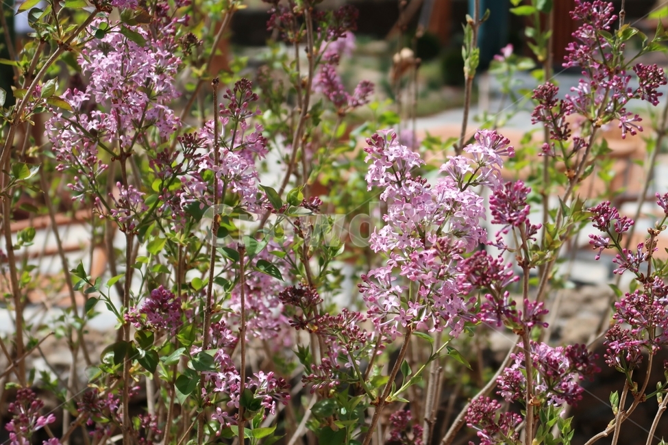 꽃,flower,spring,봄,보라