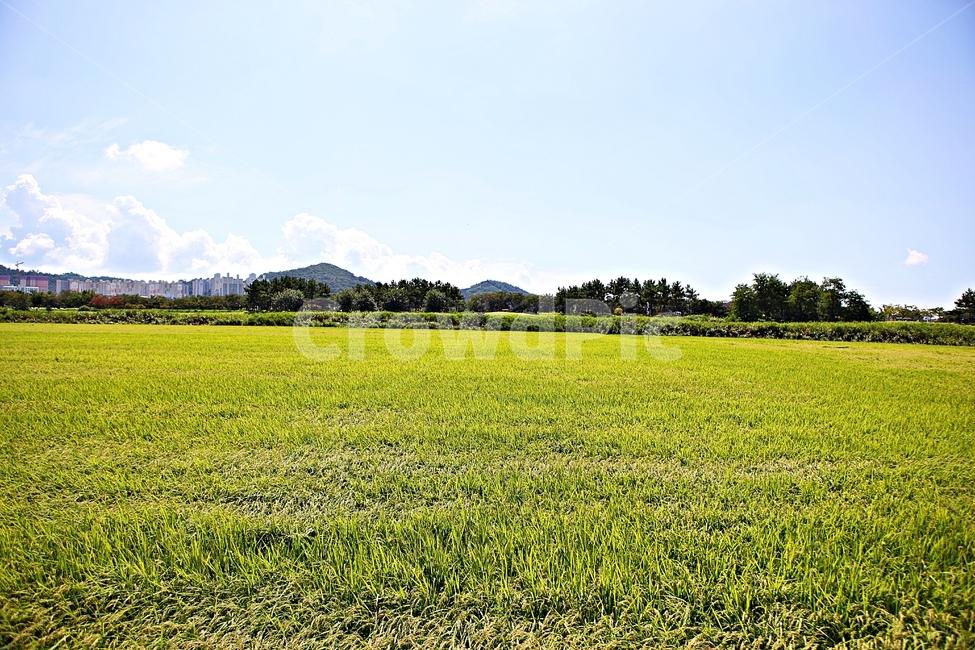 벼,곡식,쌀,논,농업,농사,들,자연,풍경,하늘,구름,자연,풍경,nature,landscape,outdoors,옥외,grassland,목초지,field,farm,농장,rural,농촌
