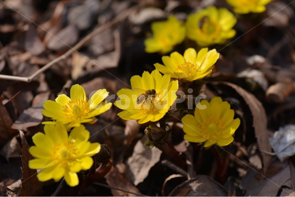 복수초,봄,벌,노란꽃,봄전령사,식물,자연,plants,nature,꽃,flower,동물,animal,곤충,벌레,insect,bug