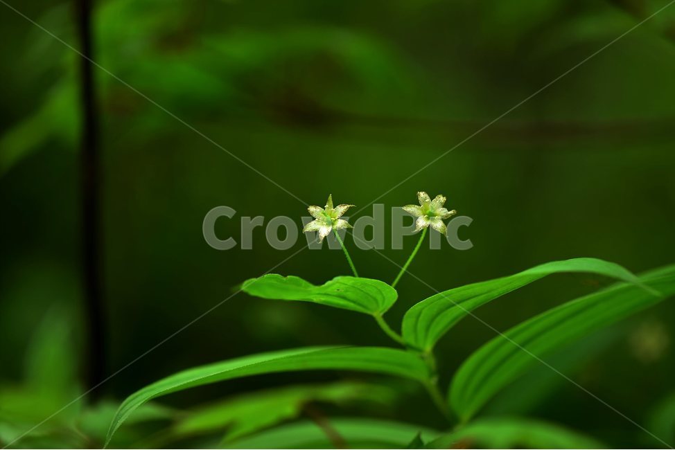 금강애기나리,야생화,꽃,식물,자연,생태,플라워,flower,plants,nature,식물,자연,plants,nature,꽃,flower