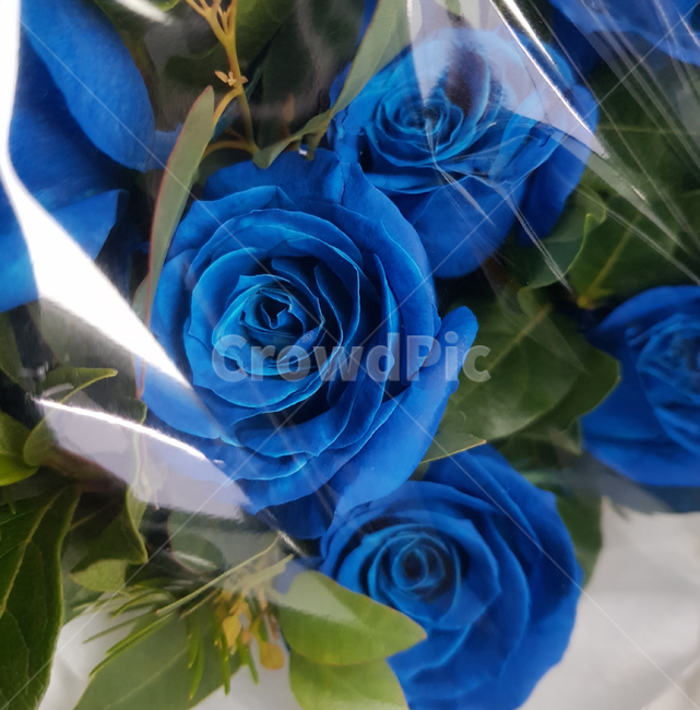 blue,장미,꽃,flower,special