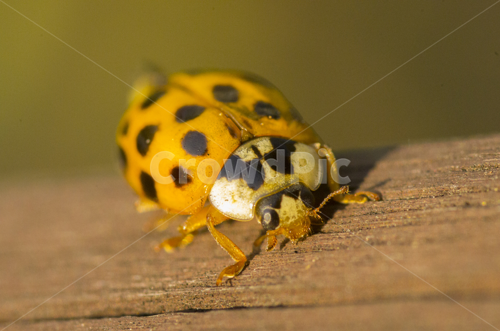 무당벌레,벌레,ladybug,곤충,노란벌레,노랑,가을곤충,여름곤충