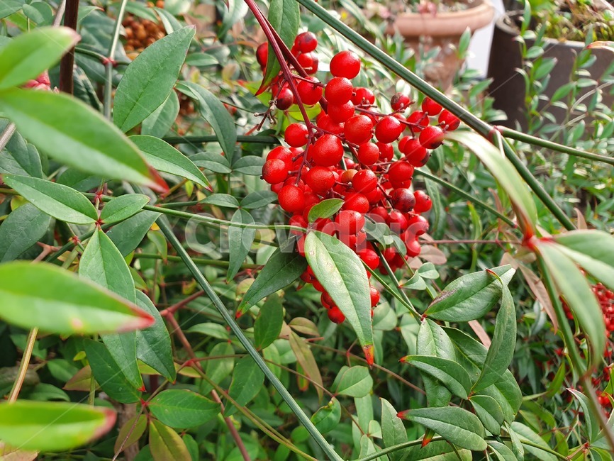 plant,식물,leaf,잎,열매,red,단풍,fruit,과일,열매,fruit