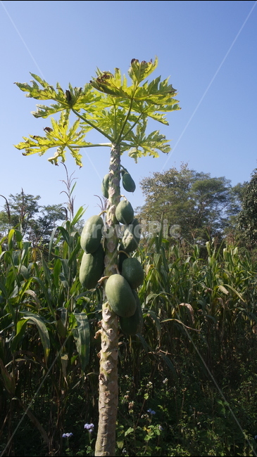 과일,fruit,음식,food,파파야,plant,식물,미얀마,myanmar