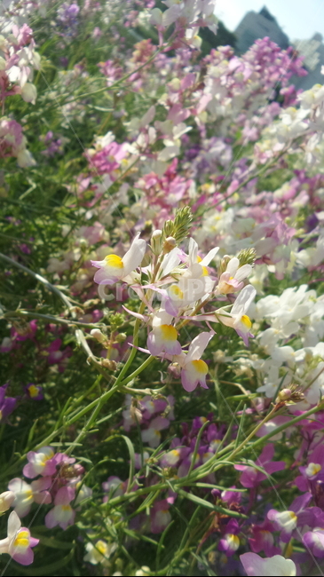 꽃,봄,자연,흰꽃,보라꽃,식물,자연,plants,nature