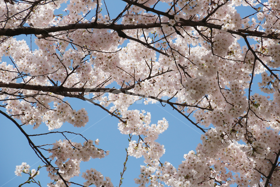 사쿠라,cherryblossom,봄,꽃,봄꽃,벚꽃,자연,봄,계절,spring,season,식물,자연,plants,nature,꽃,flower,plant,blossom,cherry blossom