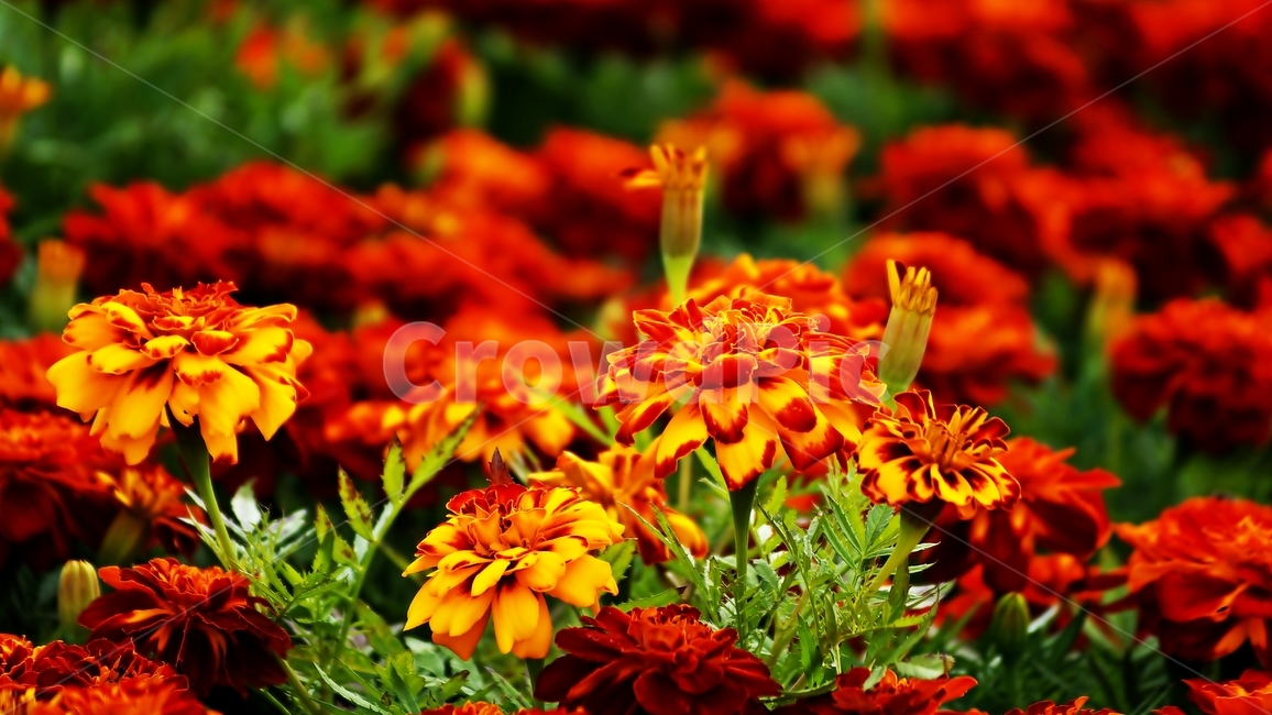 만수국,프렌치메리골드,메리골드,꽃축제,식물,식물,자연,plants,nature,꽃,flower