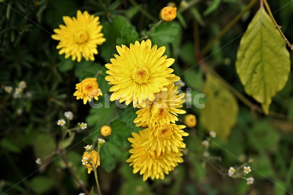 국화,노랑,가을,꽃,우아,자연,식물,연노랑,밝은노랑,진노랑,autumn,fall,flower,chrysanthemum,yellow,elegant,우아함,계절,season,floral,nobility,고귀함,향기,가을대표,가을꽃,노랑꽃,꽃봉오리,국화꽃,plant,식물,자연,plants,nature,꽃,flower