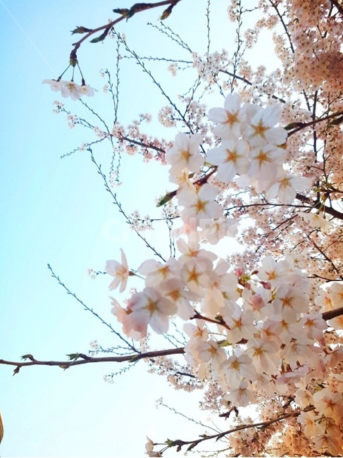plant,식물,벚꽃,풍경,꽃,봄,계절,spring,season