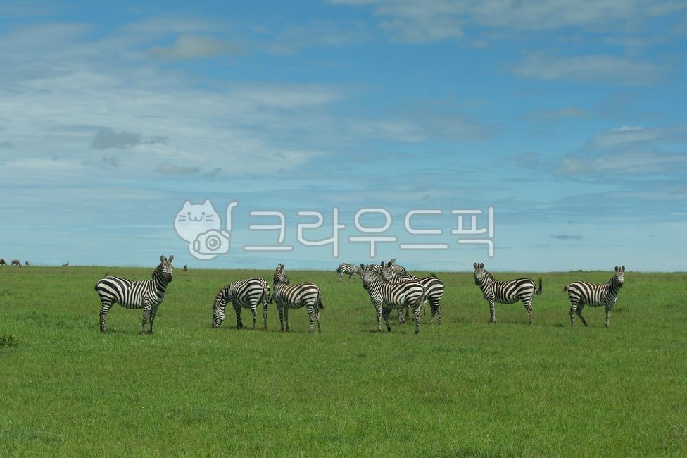 얼룩말,마사이마라,케냐,아프리카,사파리,대초원,동물,animal,포유류,mammal