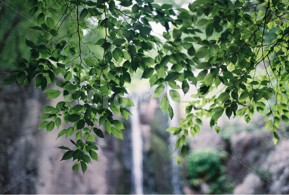 풍경,식물,나무,폭포,여름,감성,필름,식물,자연,plants,nature,감성,sensible,feeling