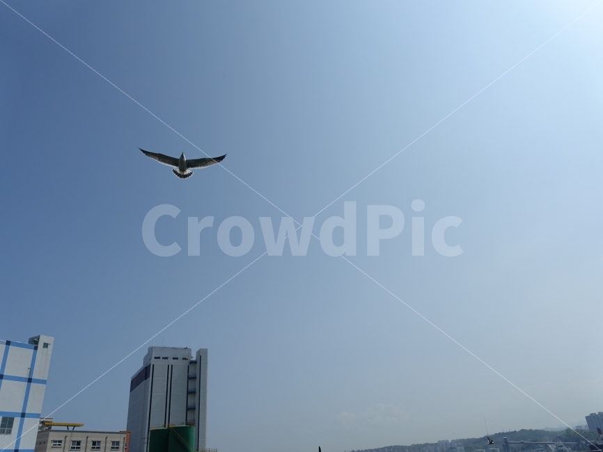비상,하늘,새,갈매기,바다,풍경,스카이,푸른하늘,bird,sky,비행,fly,동물,animal,조류,새,birds