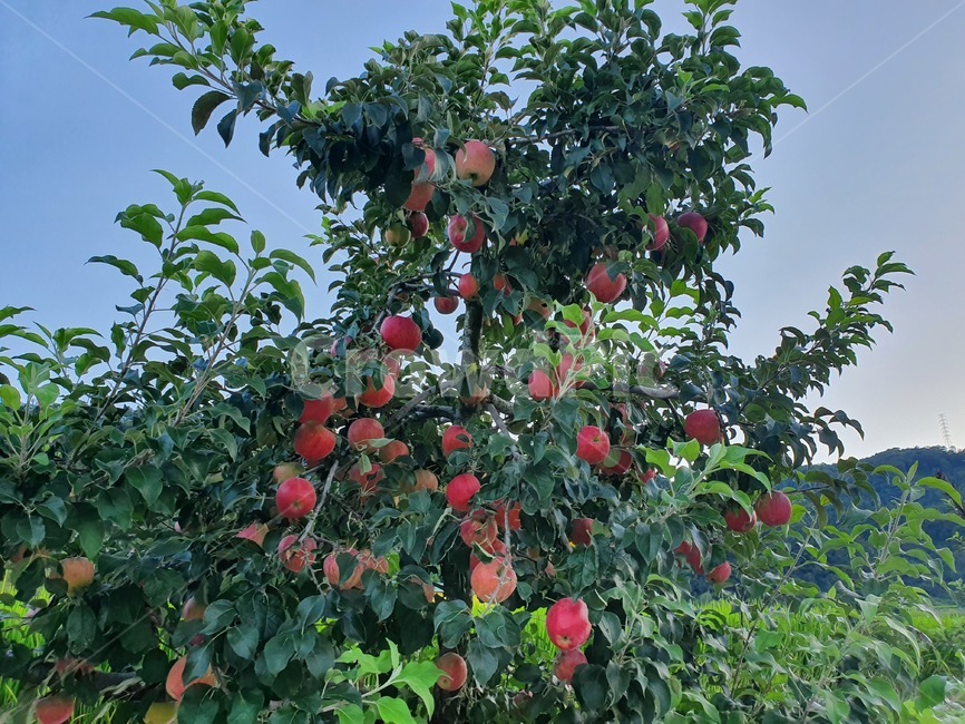 사과,과일,빨강,자연,유기농,푸드,식물,자연,plants,nature,나무,trees,wood
