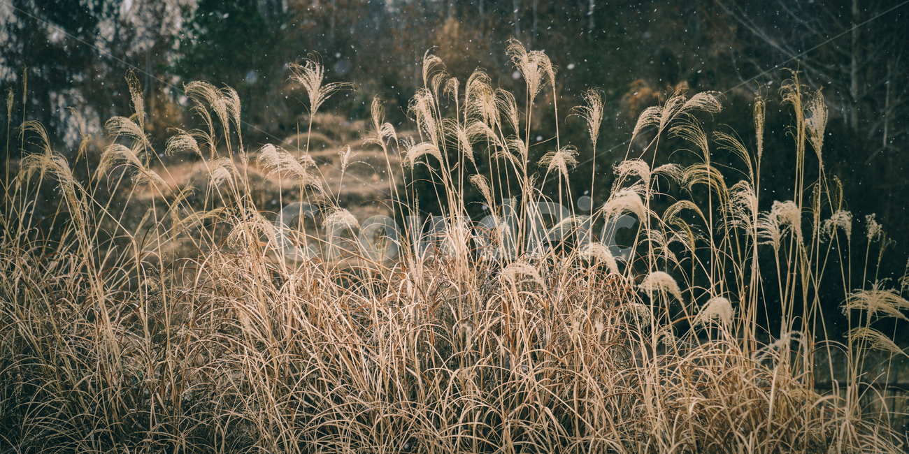 눈,억새,눈오는날,설경,쓸쓸,분위기,겨울,계절,winter,season,식물,자연,plants,nature