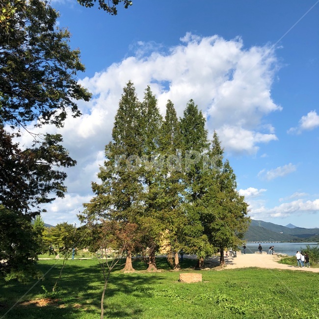 grass,잔디,plant,식물,tree,나무,양평,두물머리,하늘,sky,nature,자연,가을,autumn,구름,자연,풍경,nature,landscape