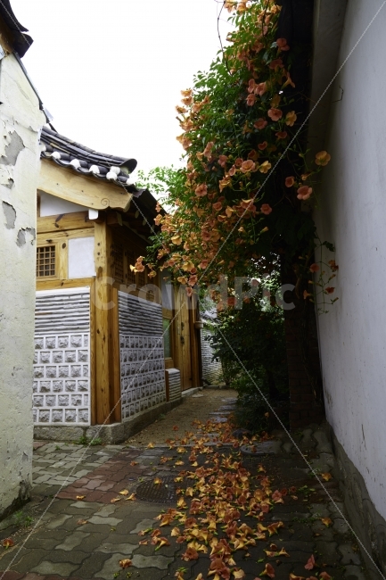 한옥,북촌,능소화,기와,골목,장마,여름,비,건축물,건물외관,exterior,building,structure,architecture,construction,한국전통,한국문화,korean traditional,korean culture