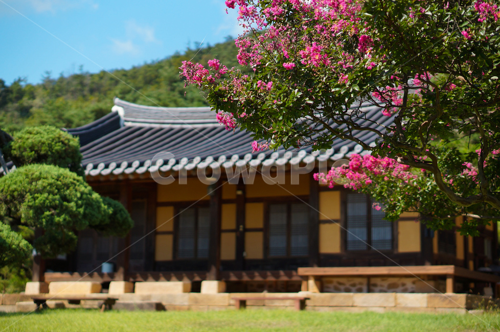 베롱나무,베롱꽃,고택,핑크,풍경,여름,한국전통,한국문화,korean traditional,korean culture,식물,자연,plants,nature,꽃,flower,건축물,건물외관,exterior,building,structure,architecture,construction