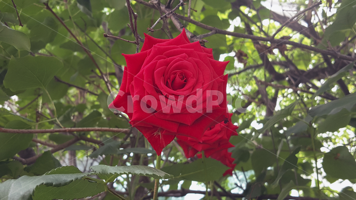 장미,빨강꽃,빨강,레드,꽃나무,붉은장미,나무,꽃,여름장미,클로즈업,식물,자연,rose,red,redrose,plants,flowers,redflowers,closeup,nature