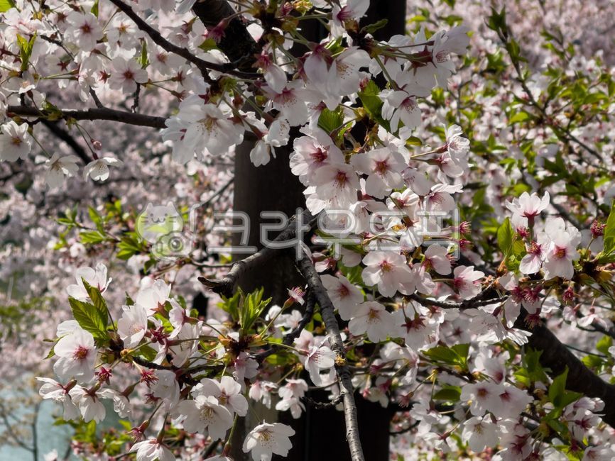 벚꽃,봄,꽃잎,줄기,나무,자연,나무줄기,식물,핑크,녹색,분홍색,blossom,flower,cherryblossom