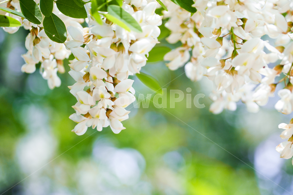 꽃,아카시아꽃,자연,흰색,초록,flower,acacia,nature,white,green,식물,자연,plants,nature,꽃,flower