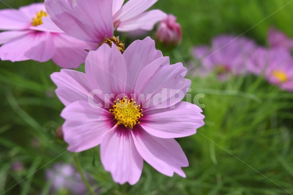 코스모스,가을,분홍색,꽃,향기,가을,계절,fall,autumn,season,식물,자연,plants,nature,꽃,flower,plant