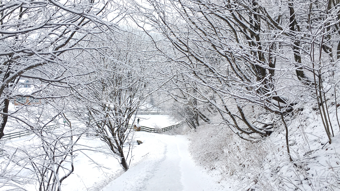 옥외,눈,snow,winter,겨울,blizzard,눈보라,nature,자연,대관령,겨울,계절,winter,season,자연,풍경,nature,landscape