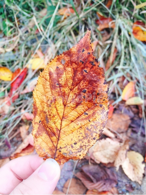 낙엽,내손가락,아련,나뭇잎,떨어진낙엽잎,식물,자연,plants,nature