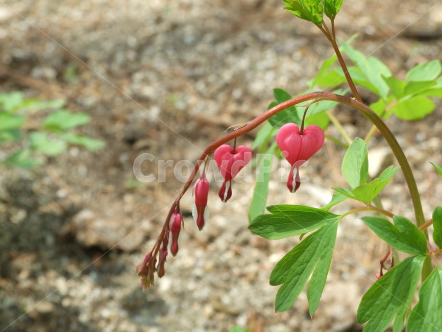 식물,꽃,꽃잎,flower,여름식물,식물,자연,plants,nature,꽃,flower