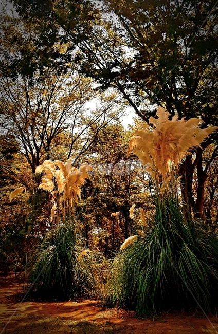 억새,pampas,식물,나무,빛,가을,계절,fall,autumn,season,식물,자연,plants,nature,leaf,잎,plant,tree,vegetation,초목
